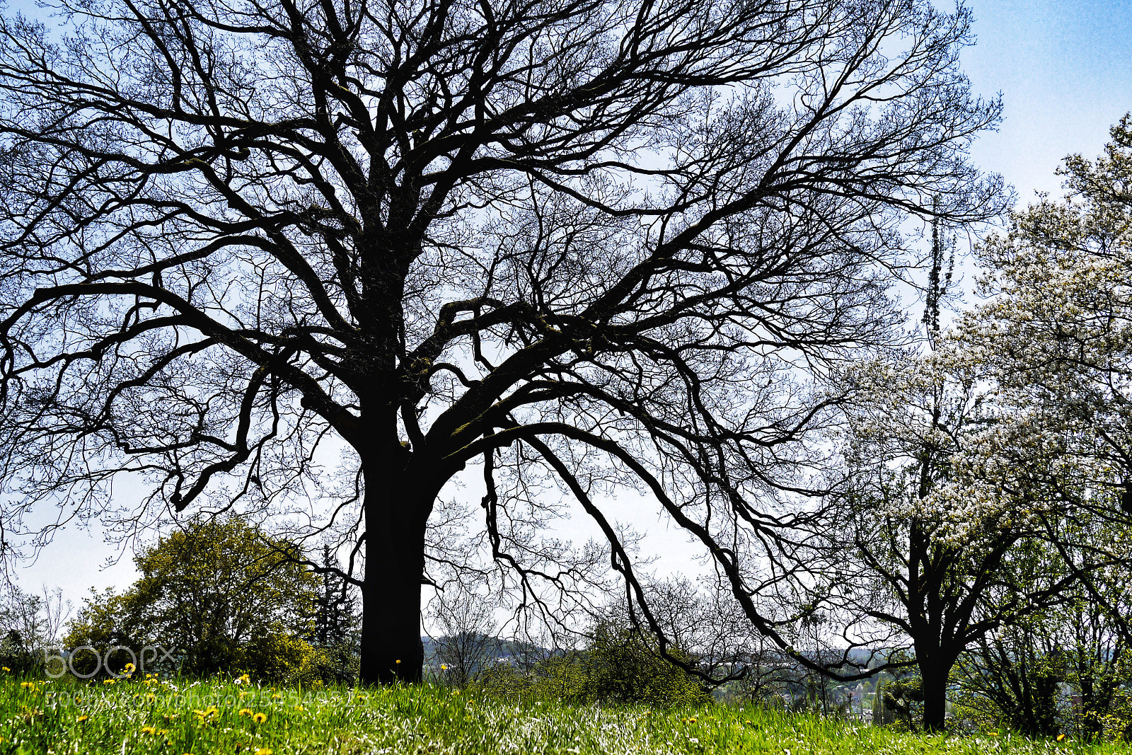Panasonic Lumix DMC-G3 sample photo. Oak #104 photography