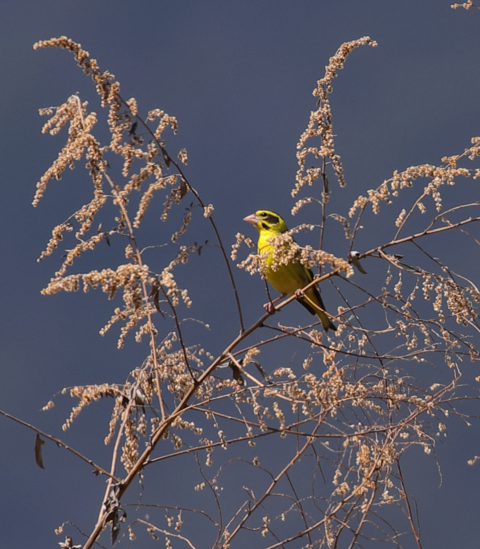 Canon EOS 5D Mark IV sample photo. Yellow-breasted greenfinch photography