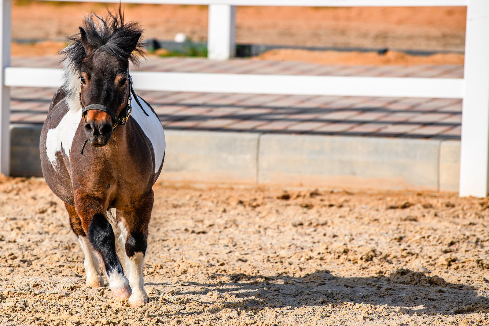 Nikon D850 sample photo. Pony closeup photography