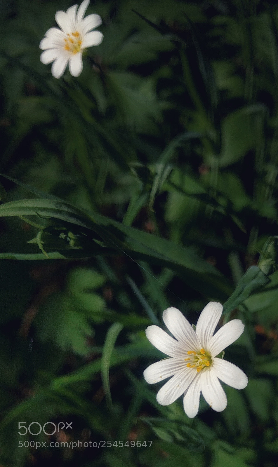 LG Nexus 5X sample photo. P querettes des for photography