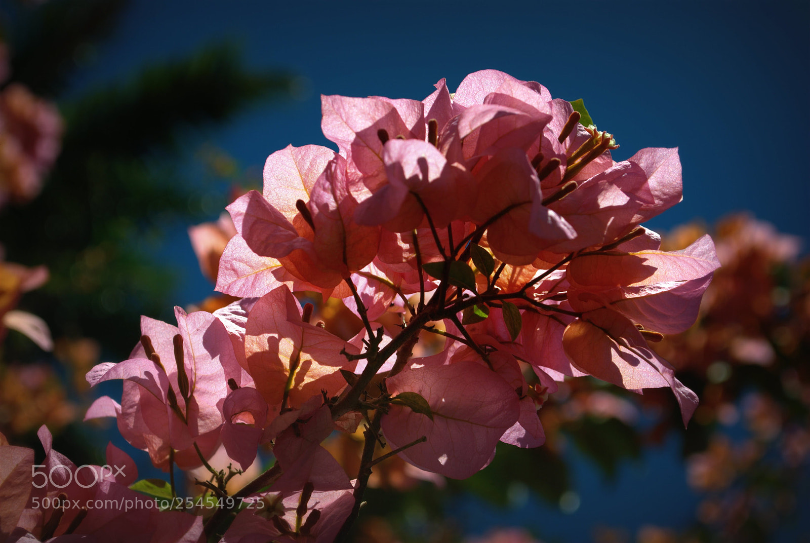 Nikon D3000 sample photo. Flores photography