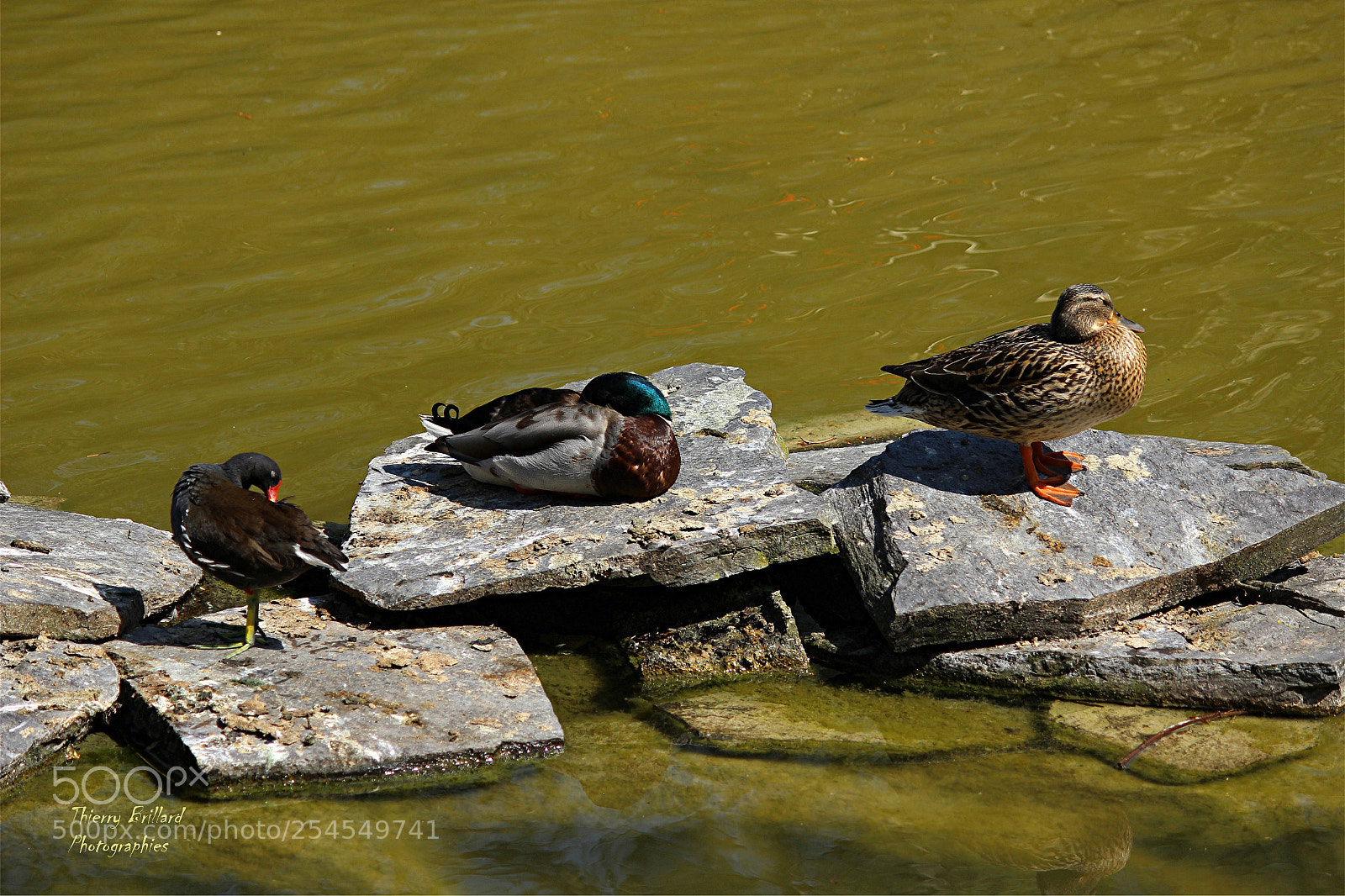 Canon EOS 600D (Rebel EOS T3i / EOS Kiss X5) sample photo. Bain de soleil photography