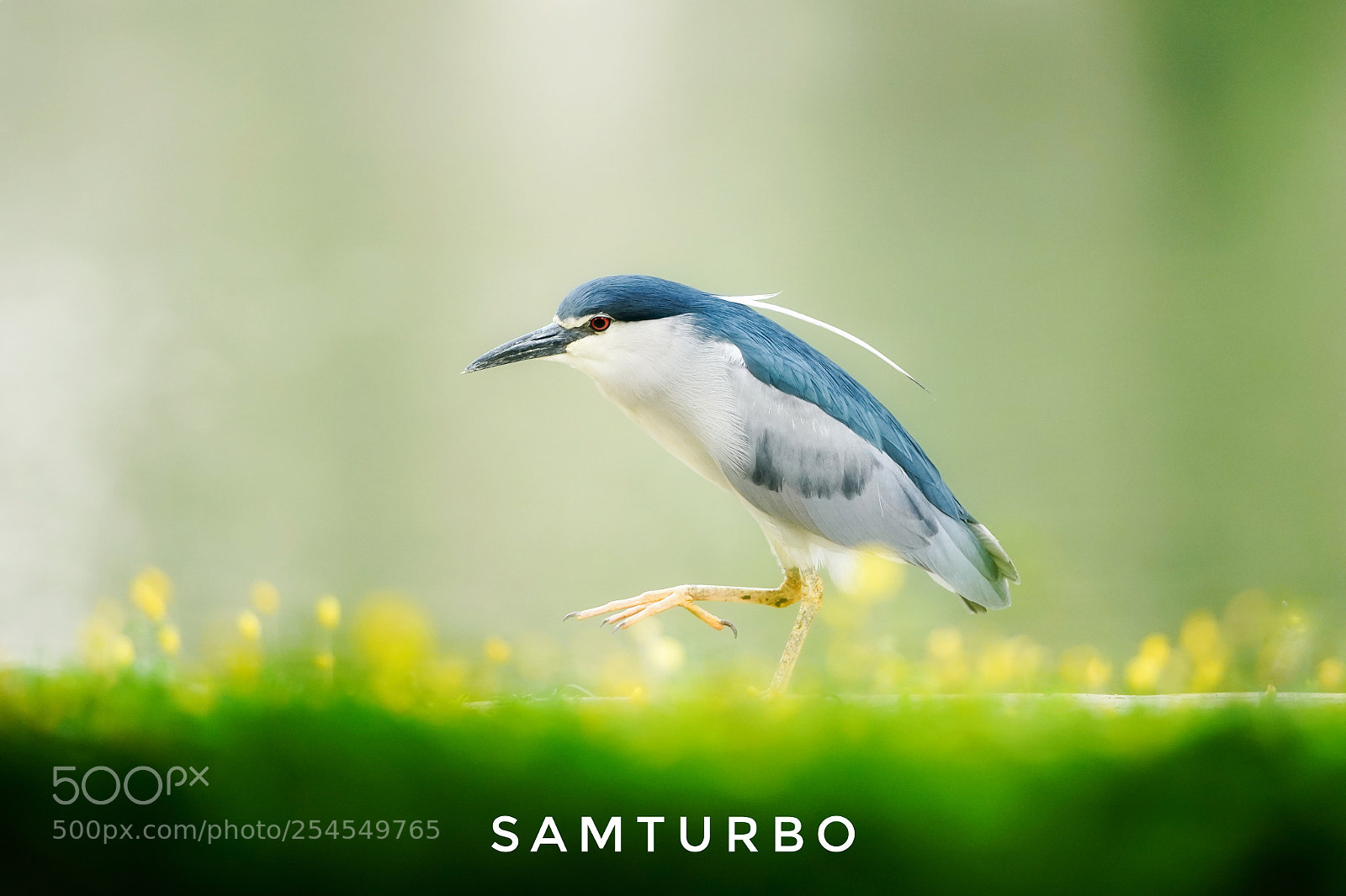 Sony a9 sample photo. Water bird photography