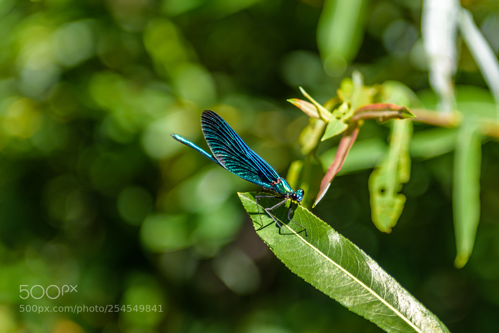 Nikon D810 sample photo. Resting dragonfly closeup photography