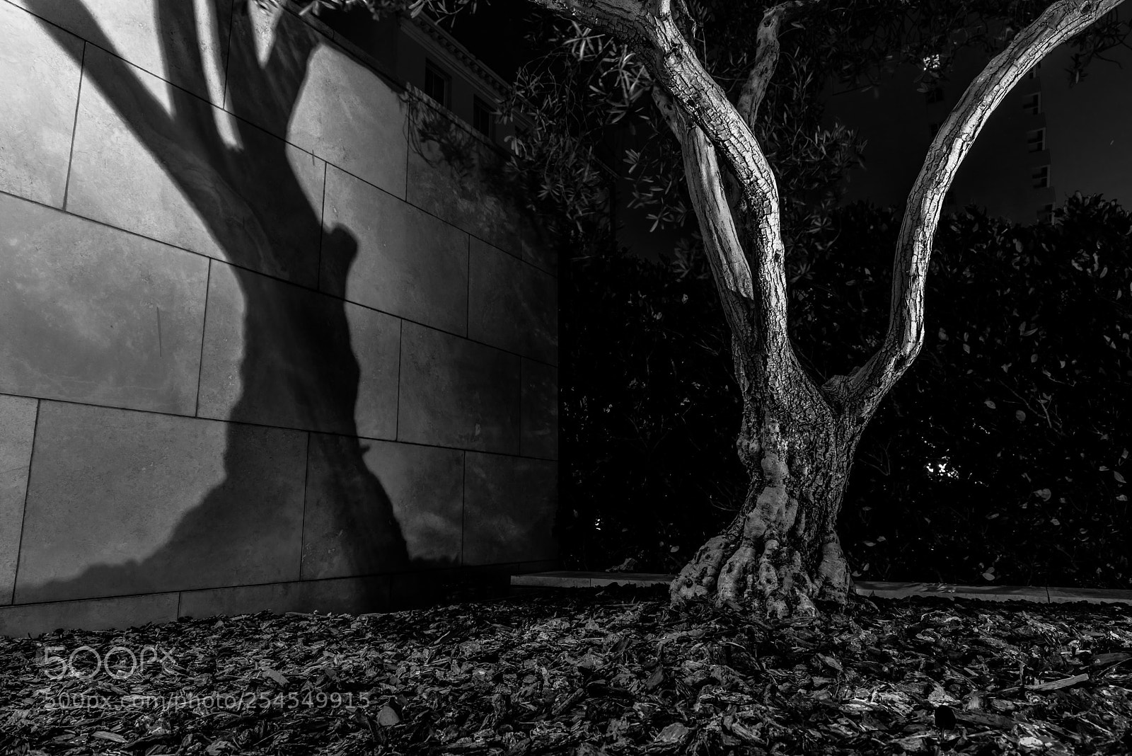 Nikon D810 sample photo. Shadows and lights bw photography