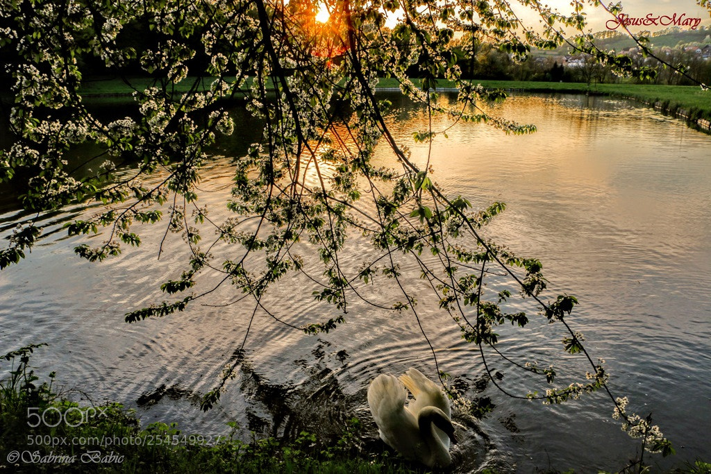 Canon EOS 70D sample photo. Swan saturday photography