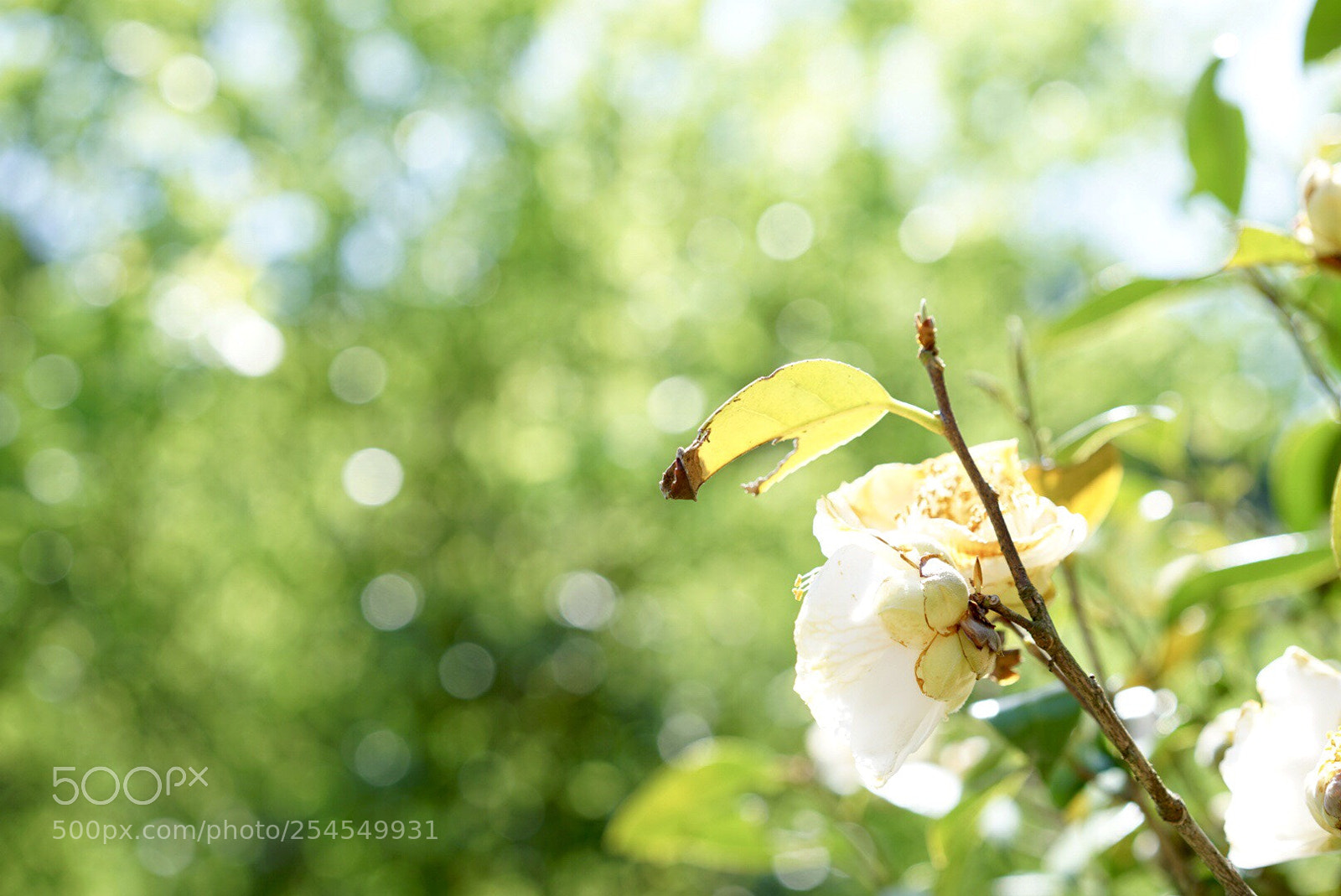 Sony a7 II sample photo. Clear sunny day photography