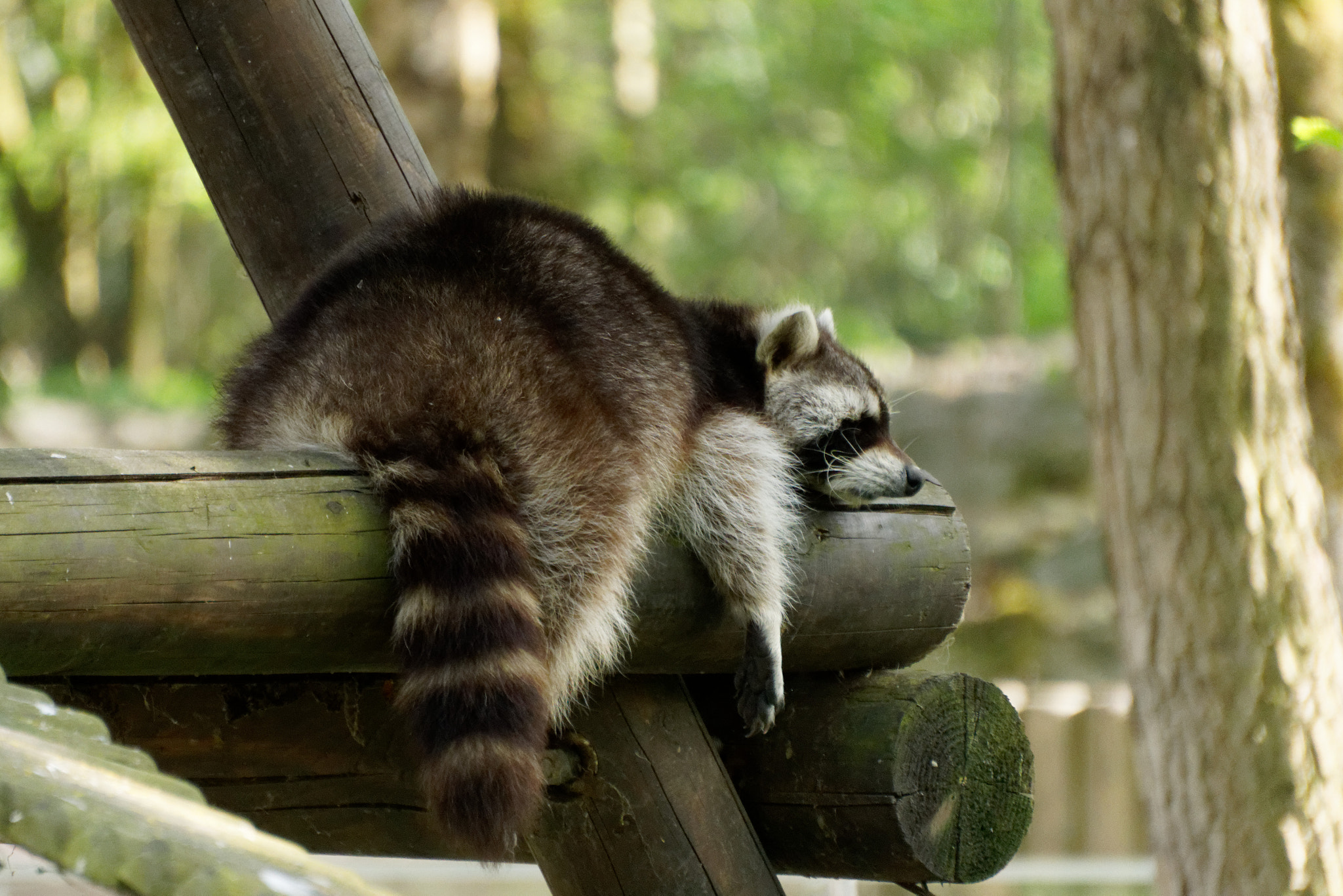 Sony E 55-210mm F4.5-6.3 OSS sample photo. Raccoon photography