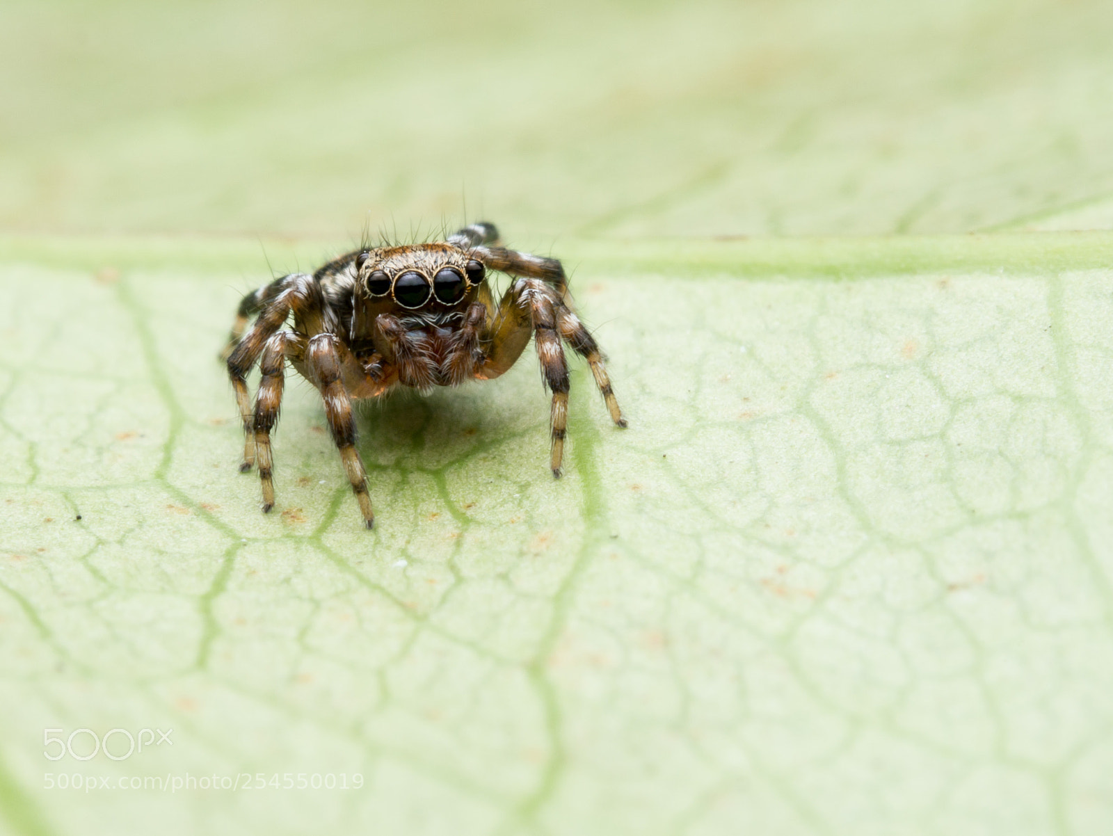 Panasonic Lumix DMC-G85 (Lumix DMC-G80) sample photo. Jumping spider photography