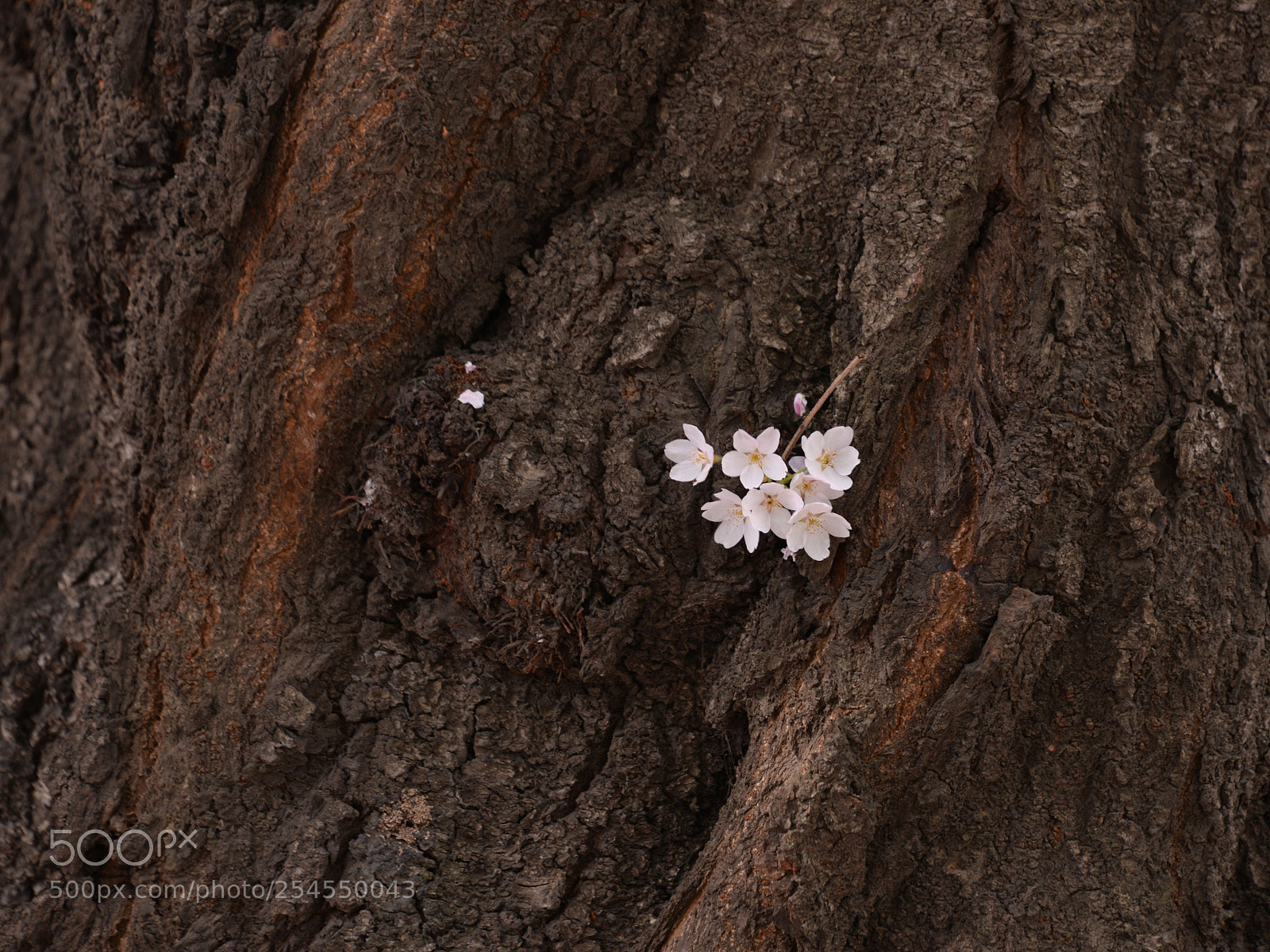 Nikon D610 sample photo. Untitled photography