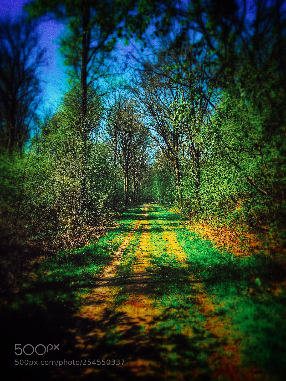 Apple iPhone SE sample photo. Forest hdr photography