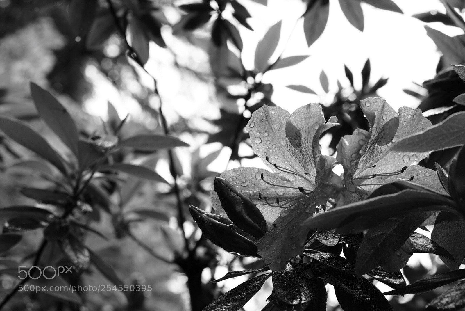 Sony a7 II sample photo. Rainy azalea photography