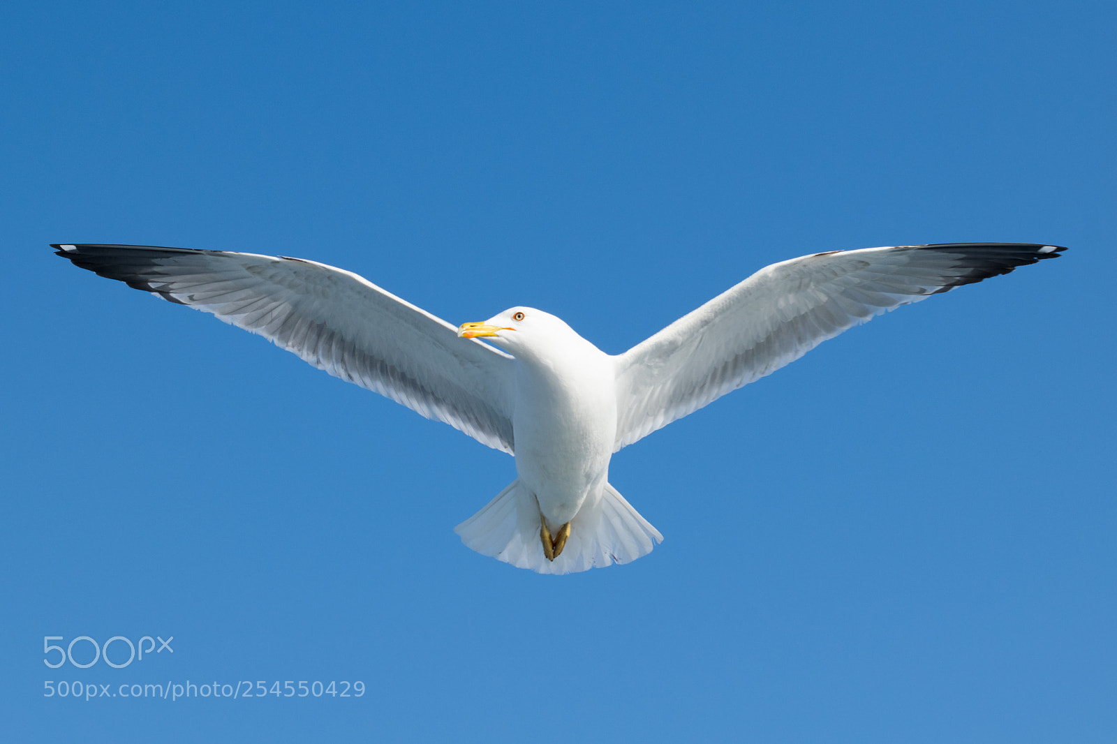 Nikon D3300 sample photo. White bird photography