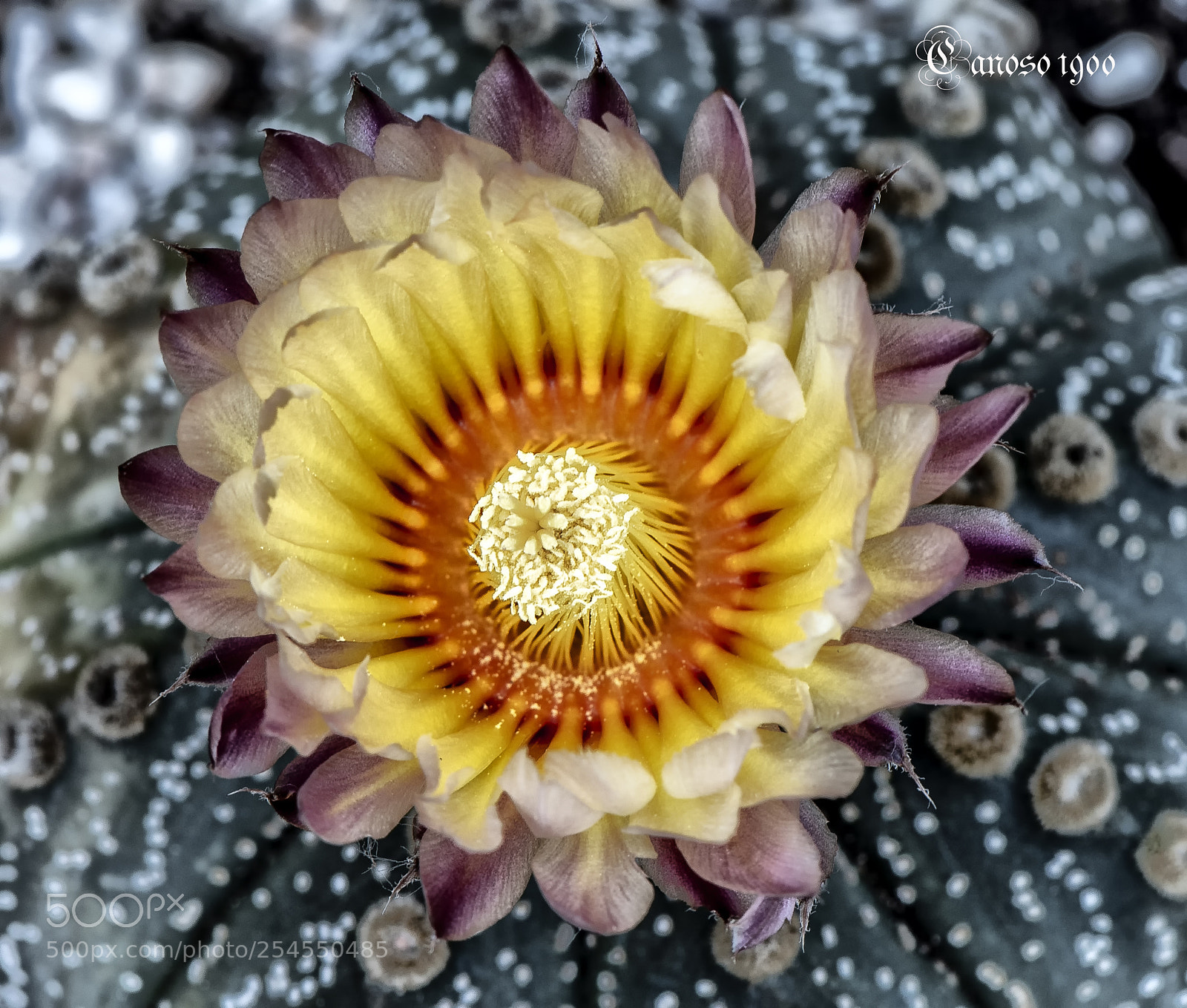 Nikon D810 sample photo. Cactus photography