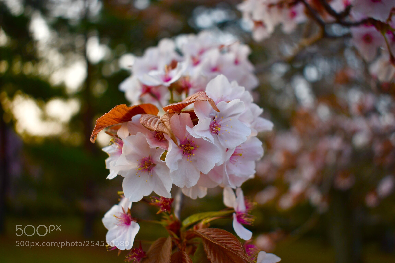 Nikon D5600 sample photo. Yamazakura photography