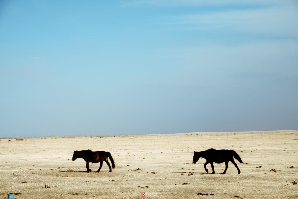 Fujifilm X-T20 sample photo. Horses photography