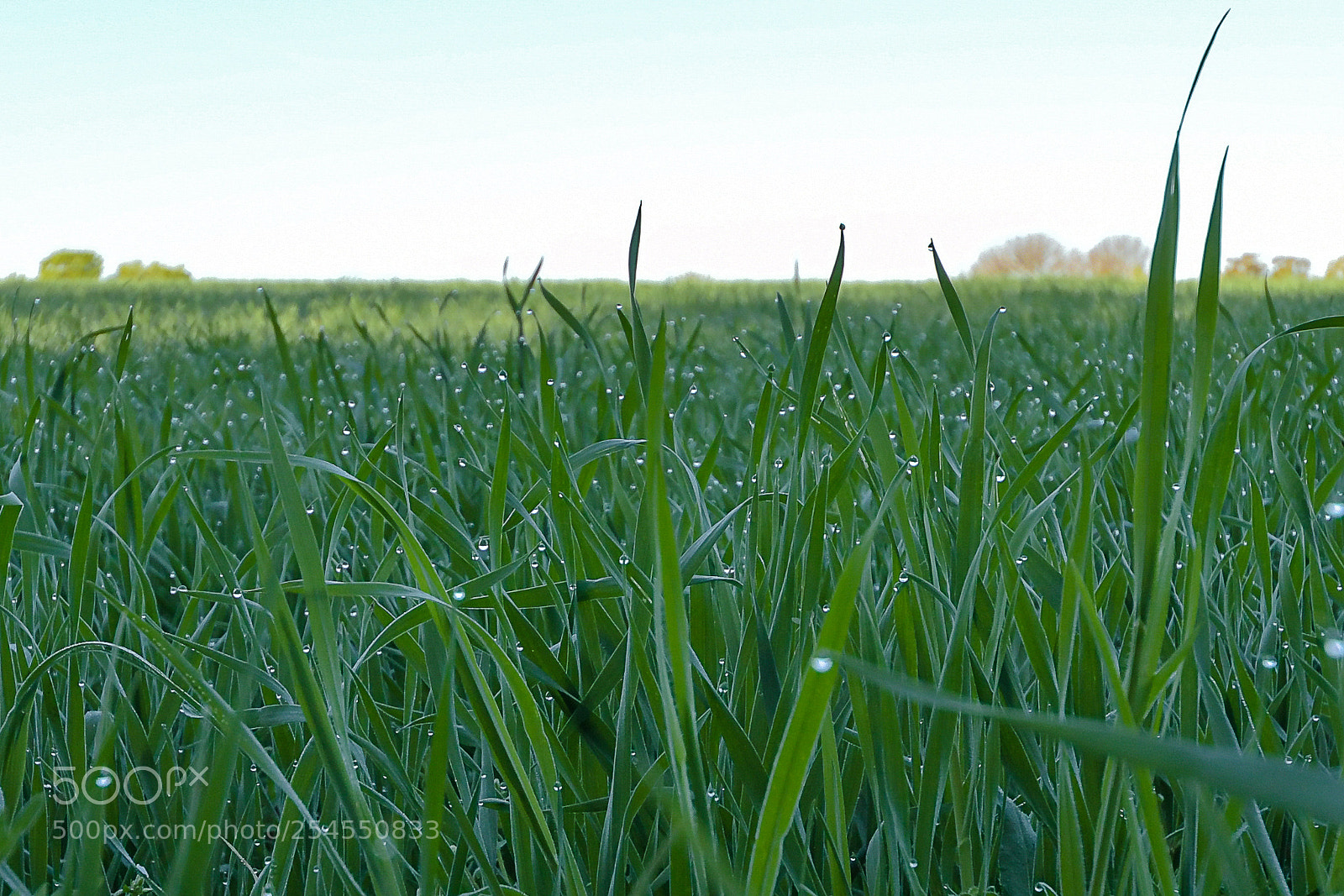 Nikon D500 sample photo. Morning dew in the photography
