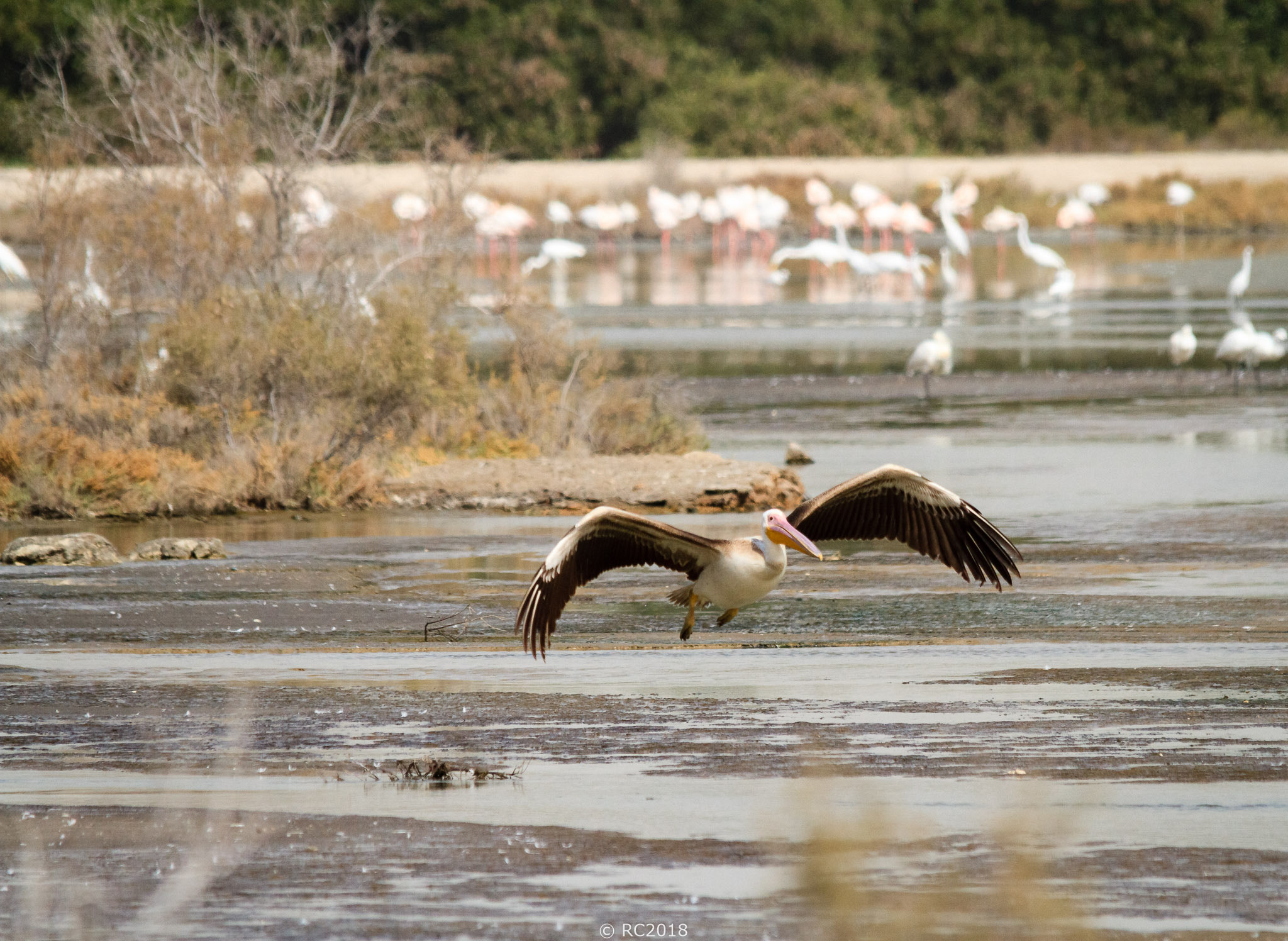 Pelican