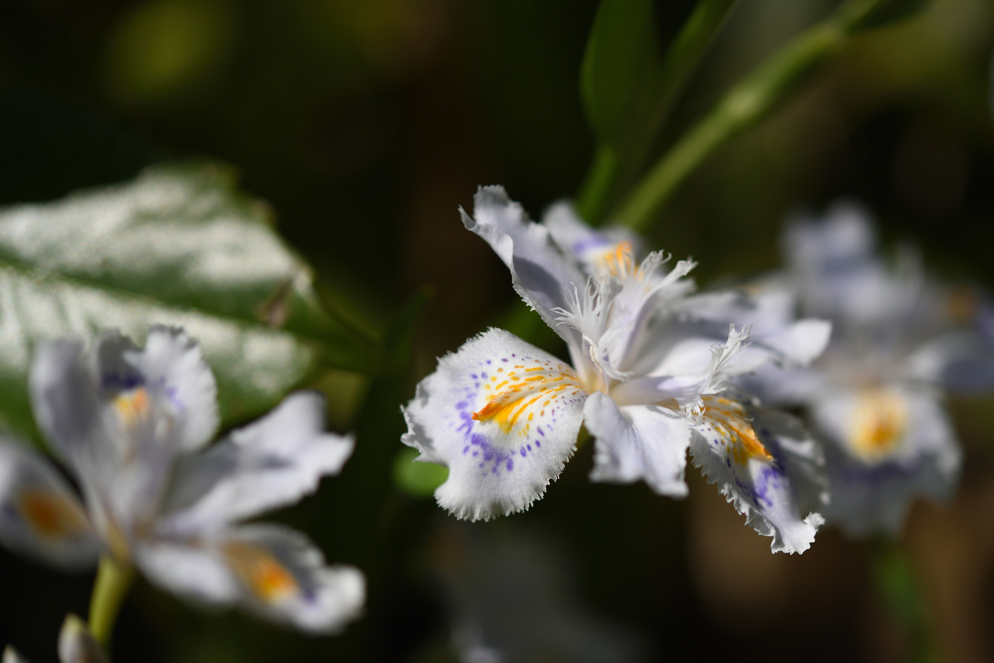 Nikon D750 + Nikon AF-S Micro-Nikkor 60mm F2.8G ED sample photo. シャガ 金沢城公園 photography