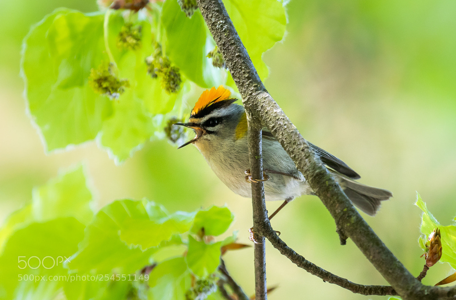 Canon EOS 5D Mark IV sample photo. Firey firecrest photography