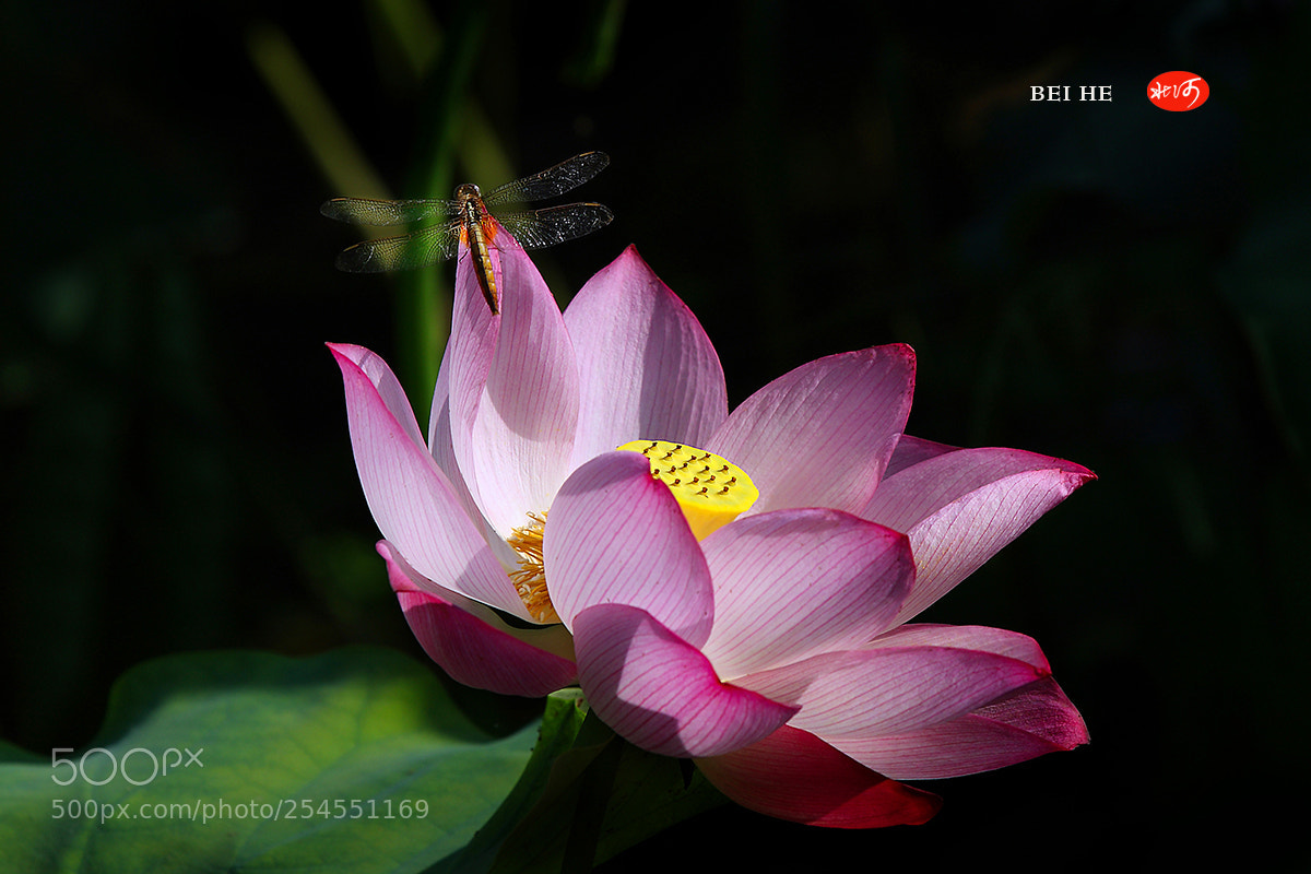 Canon EOS 40D sample photo. 梦未醒 photography