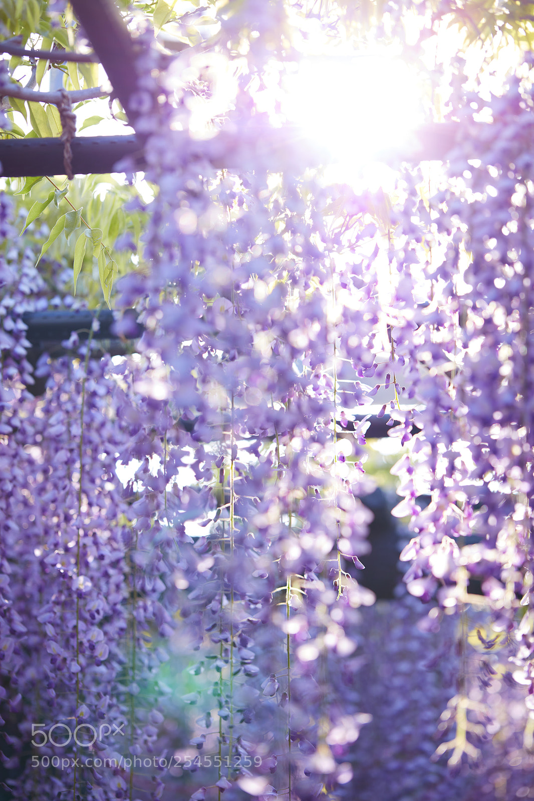 Canon EOS 5DS R sample photo. Spring sunlight photography
