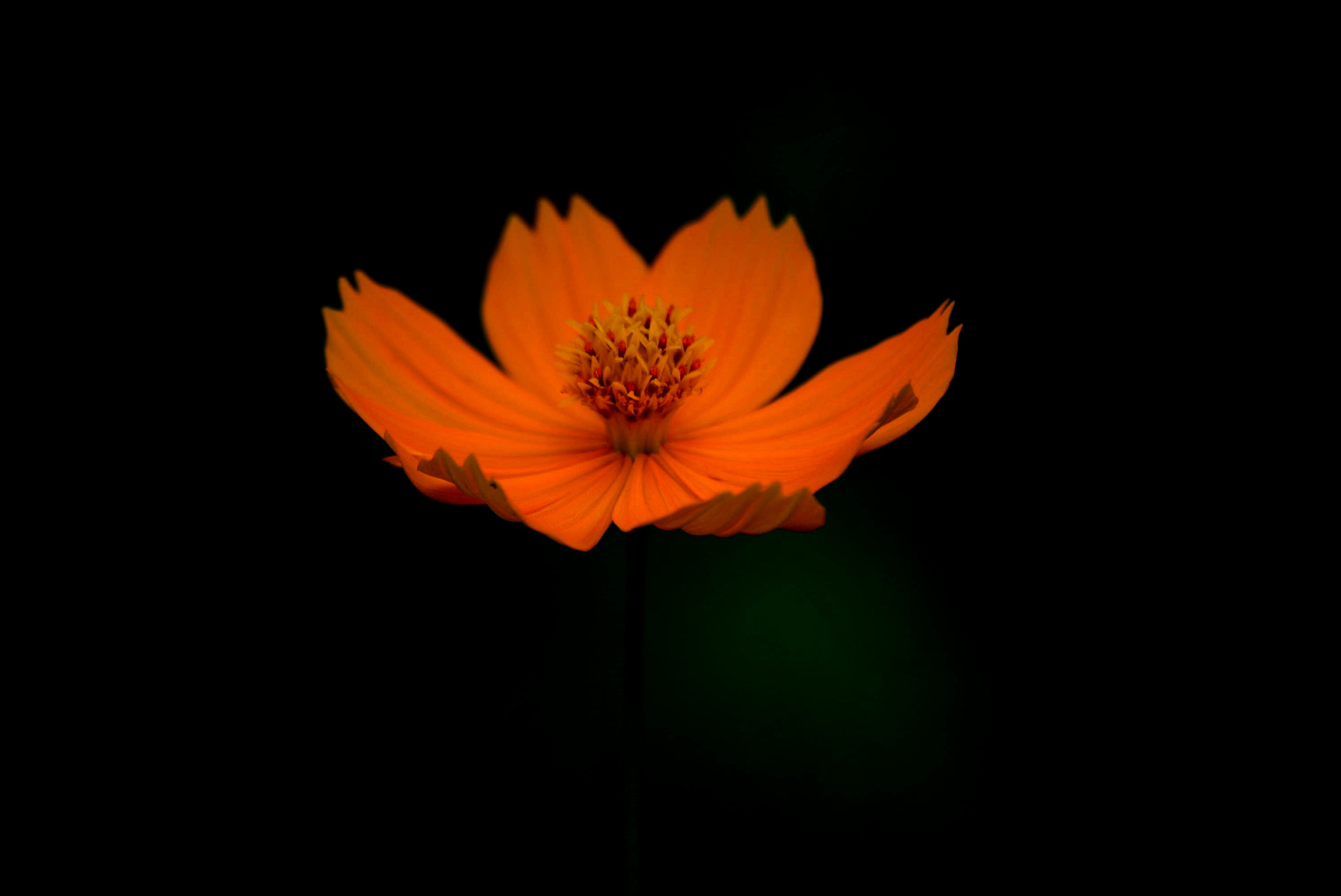 Nikon D5200 sample photo. Flower orange photography