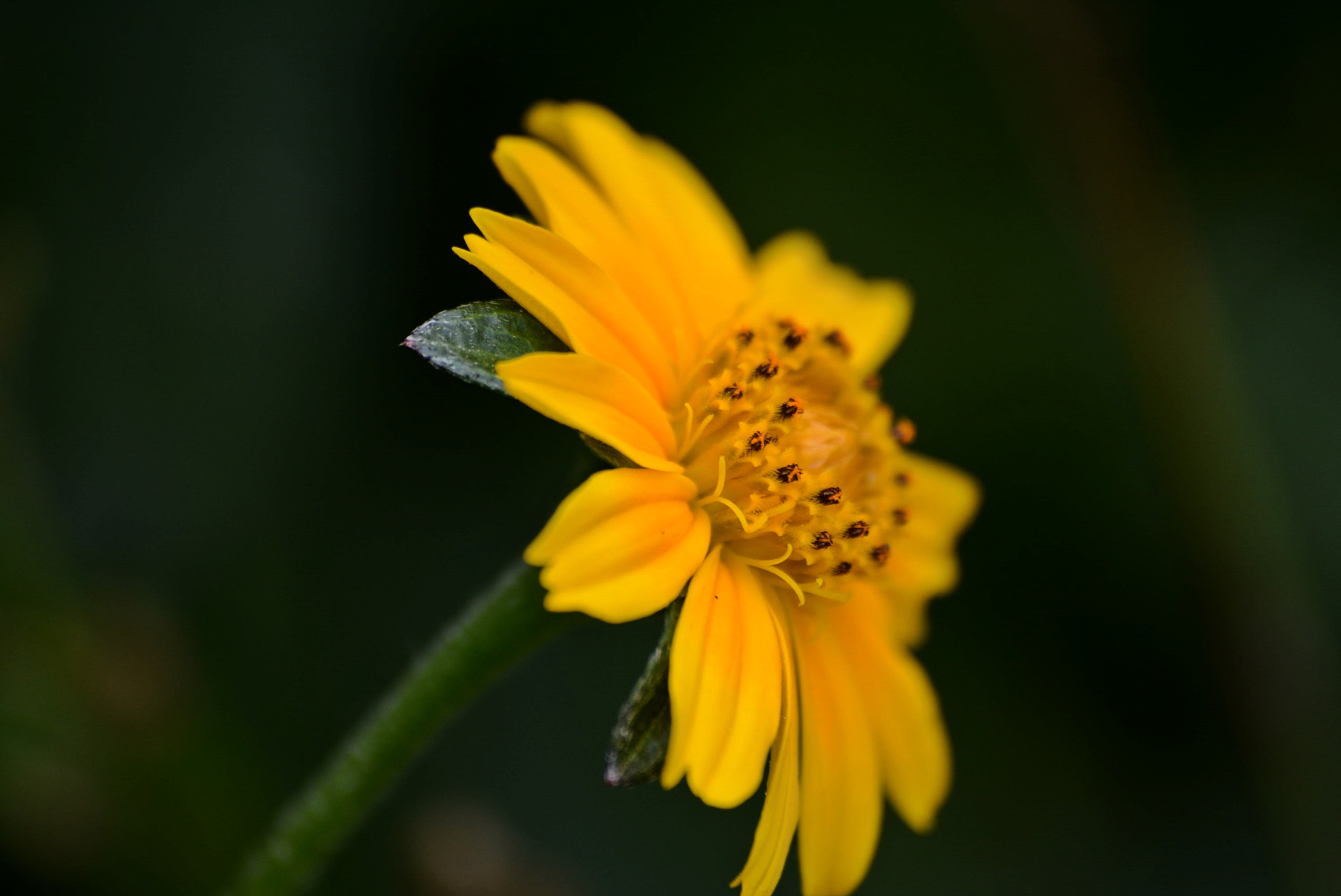 Sigma 70-300mm F4-5.6 APO DG Macro sample photo. Yellow flower photography