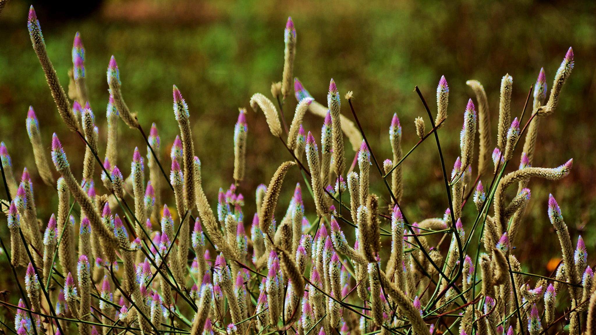Sigma 70-300mm F4-5.6 APO DG Macro sample photo. Flower photography