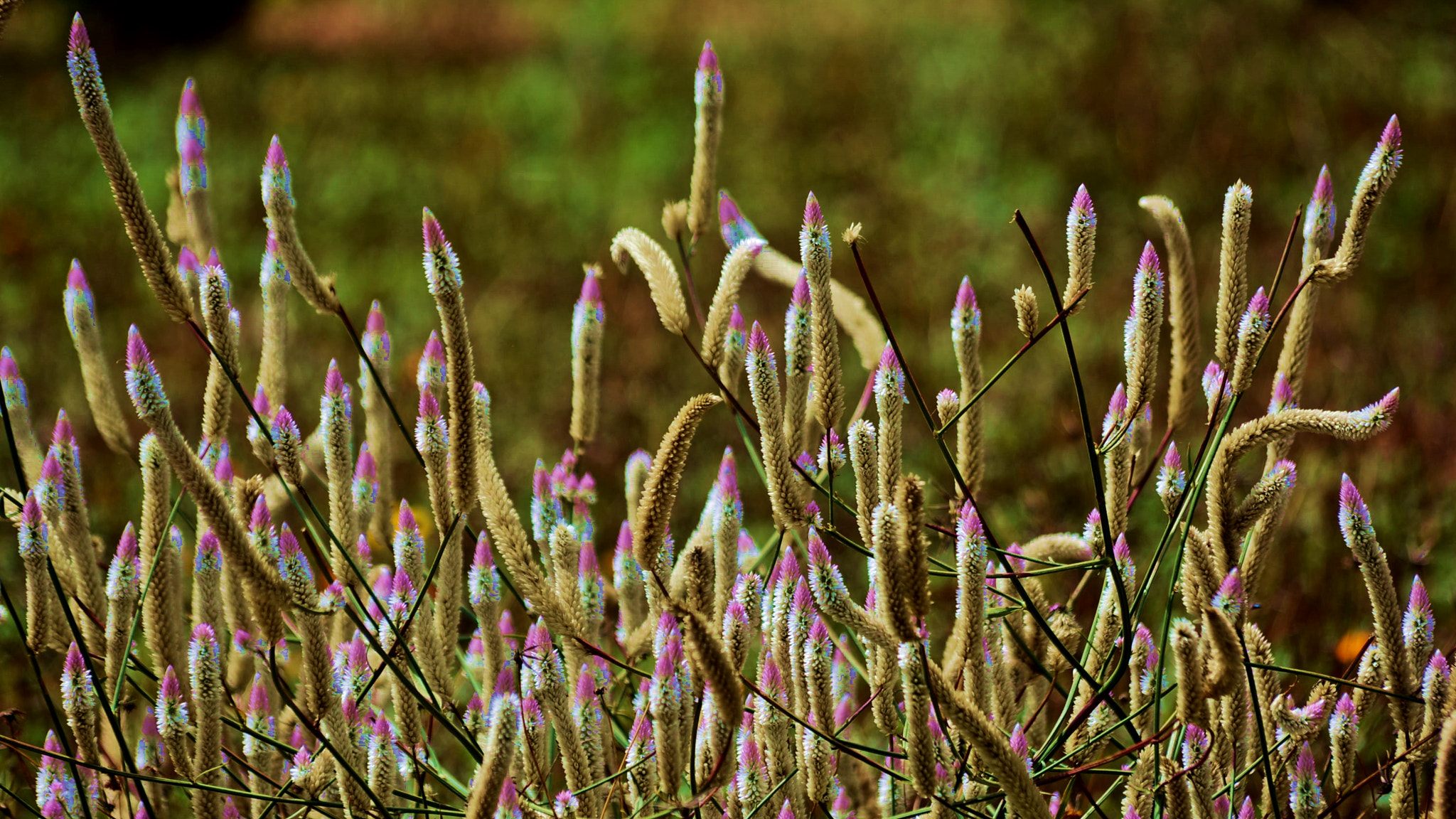 Nikon D5200 sample photo. Flower photography