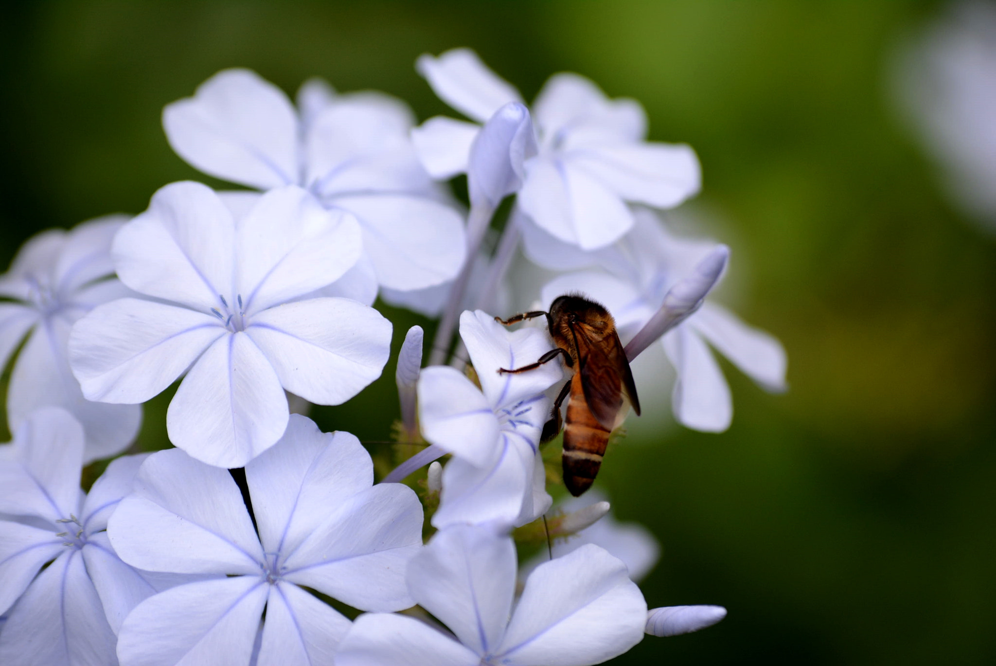 Nikon D5200 sample photo. Honey bee photography