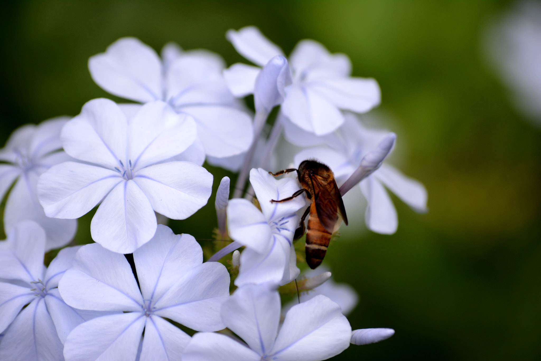 Sigma 70-300mm F4-5.6 APO DG Macro sample photo. Honey bee photography