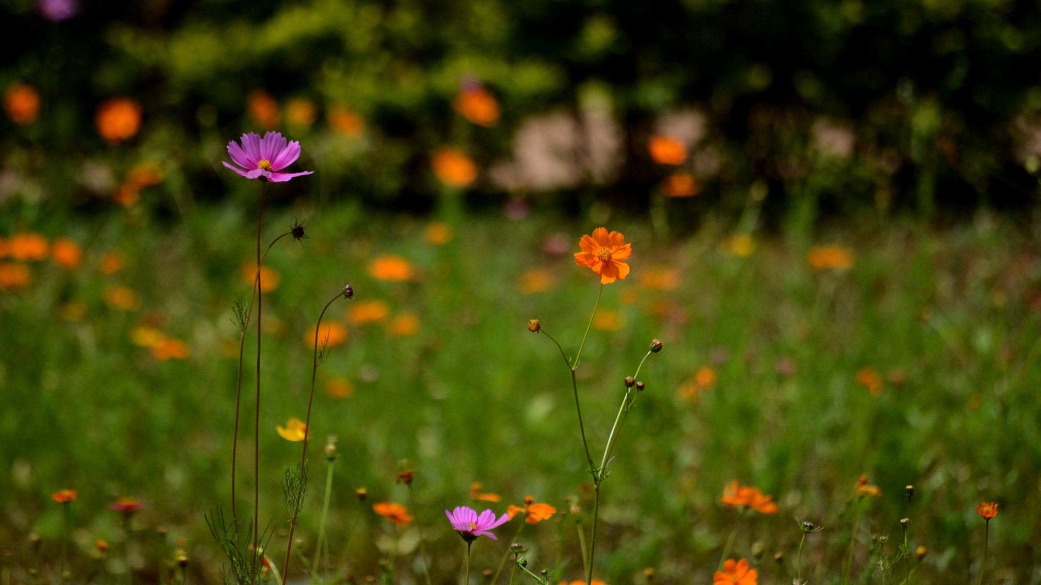 Nikon D5200 + Sigma 70-300mm F4-5.6 APO DG Macro sample photo. Flower garden photography