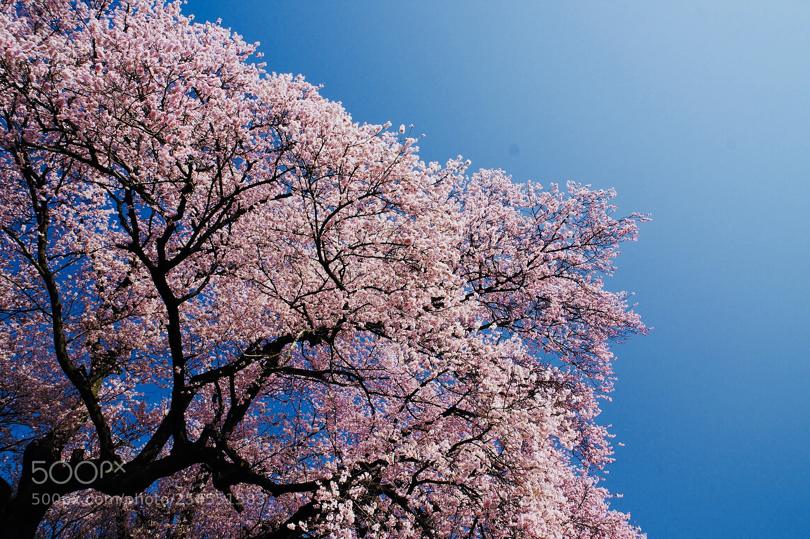 Pentax K-3 II sample photo. Sakura with blue sky photography