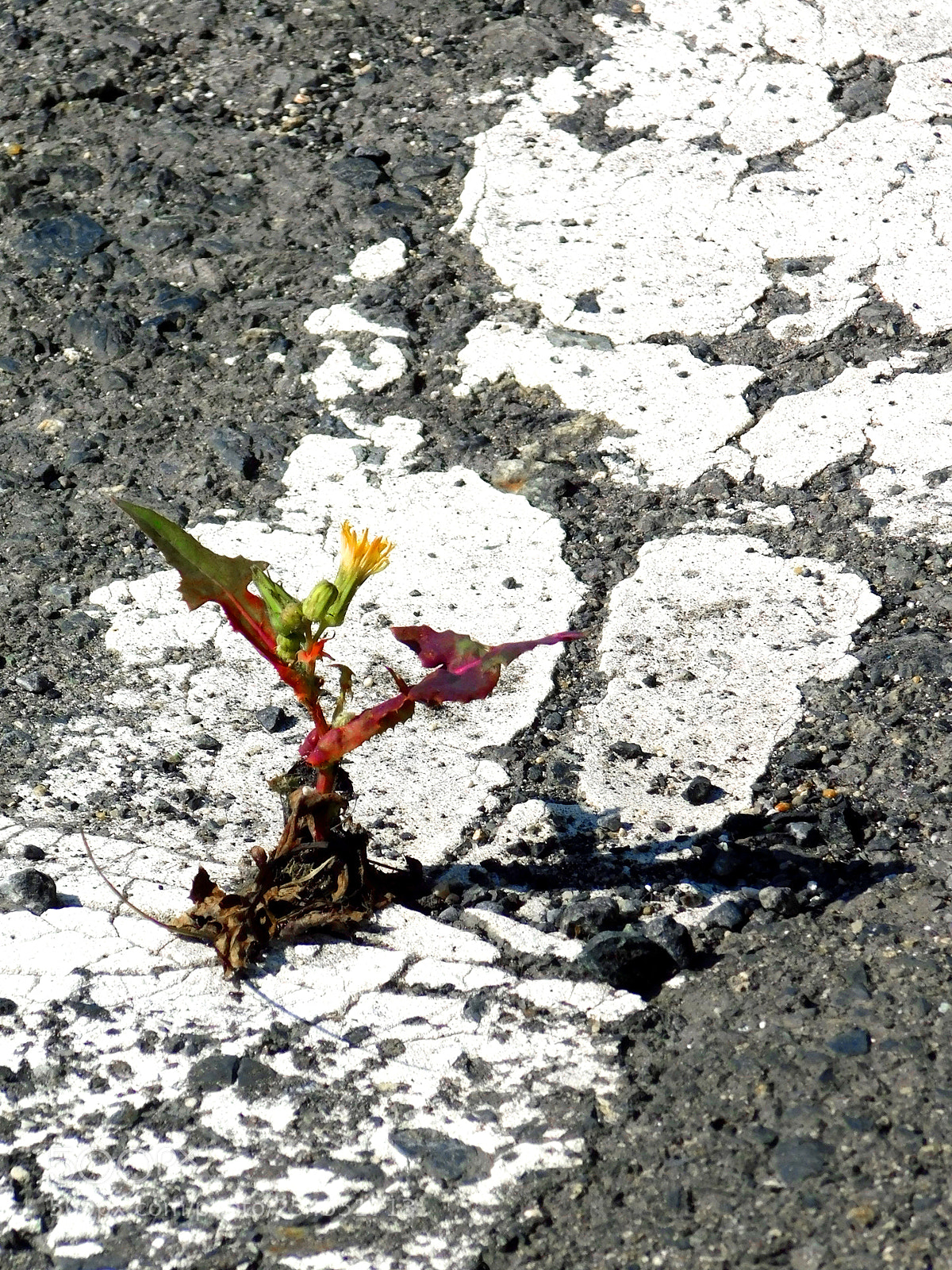 Nikon Coolpix B500 sample photo. Even in the thirst photography