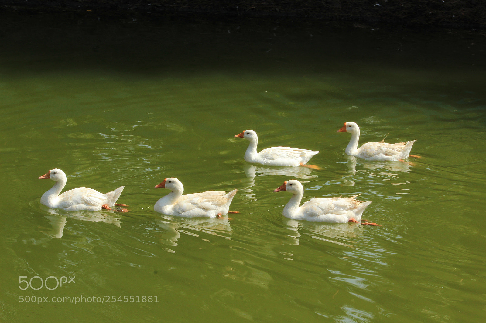 Canon EF-S 55-250mm F4-5.6 IS II sample photo. Img photography