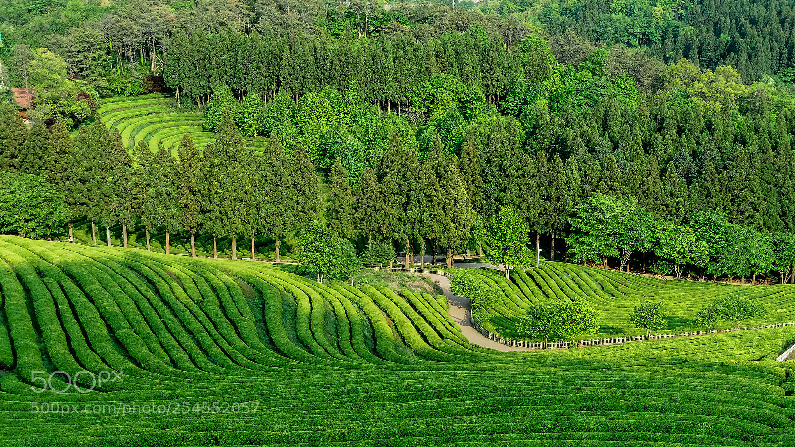 Nikon D300 sample photo. Green tea farm ii photography