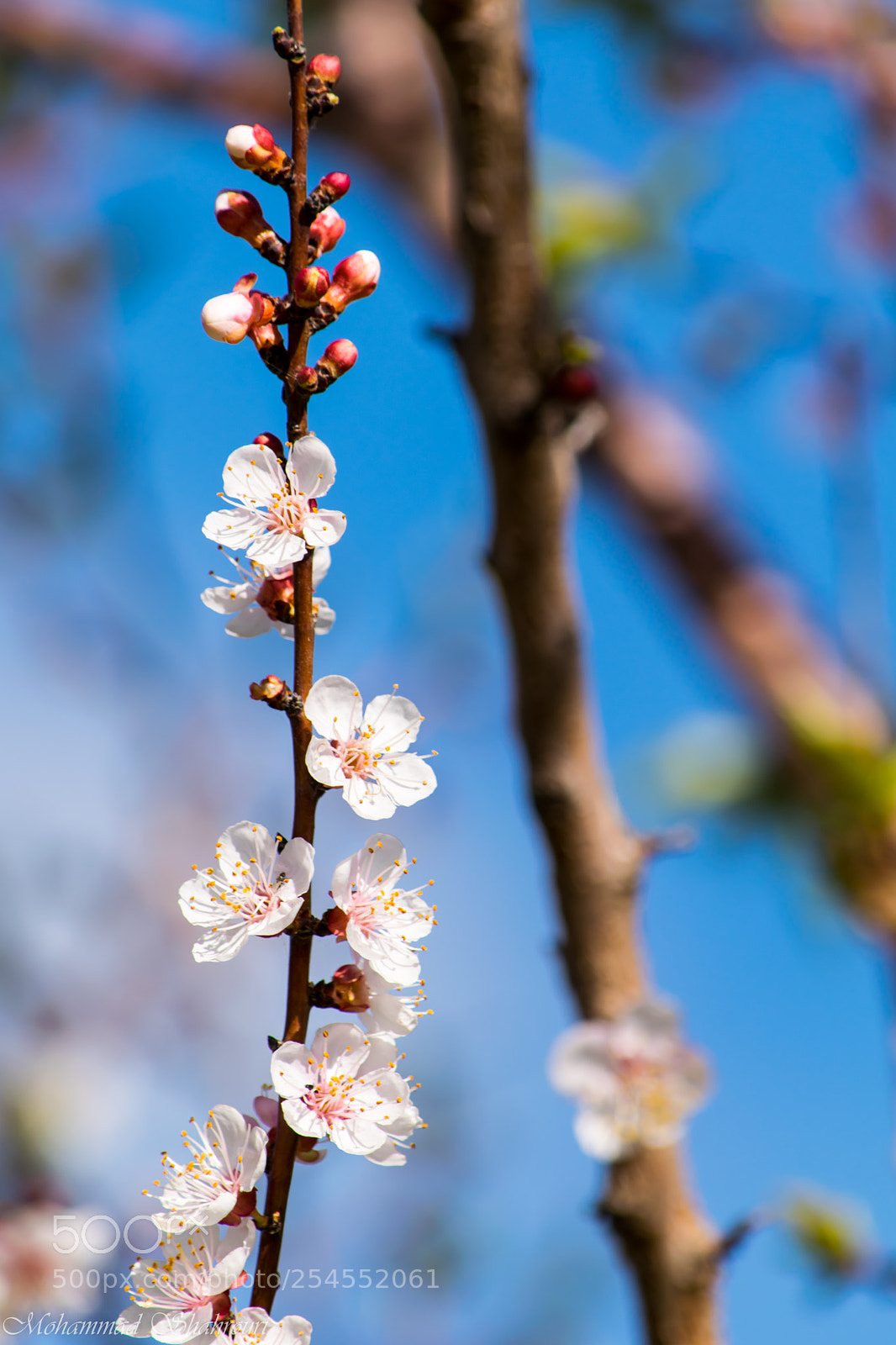 Nikon D5300 sample photo. Almond bloom photography