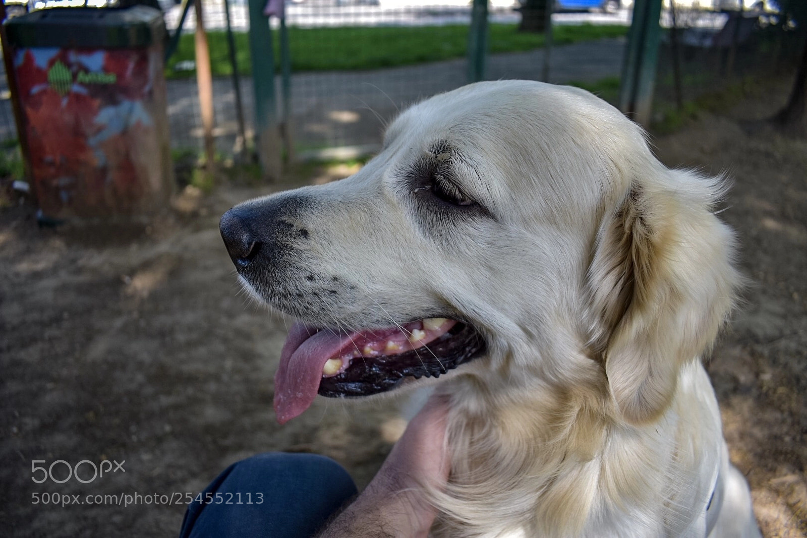 Nikon D3400 sample photo. I love dogs photography