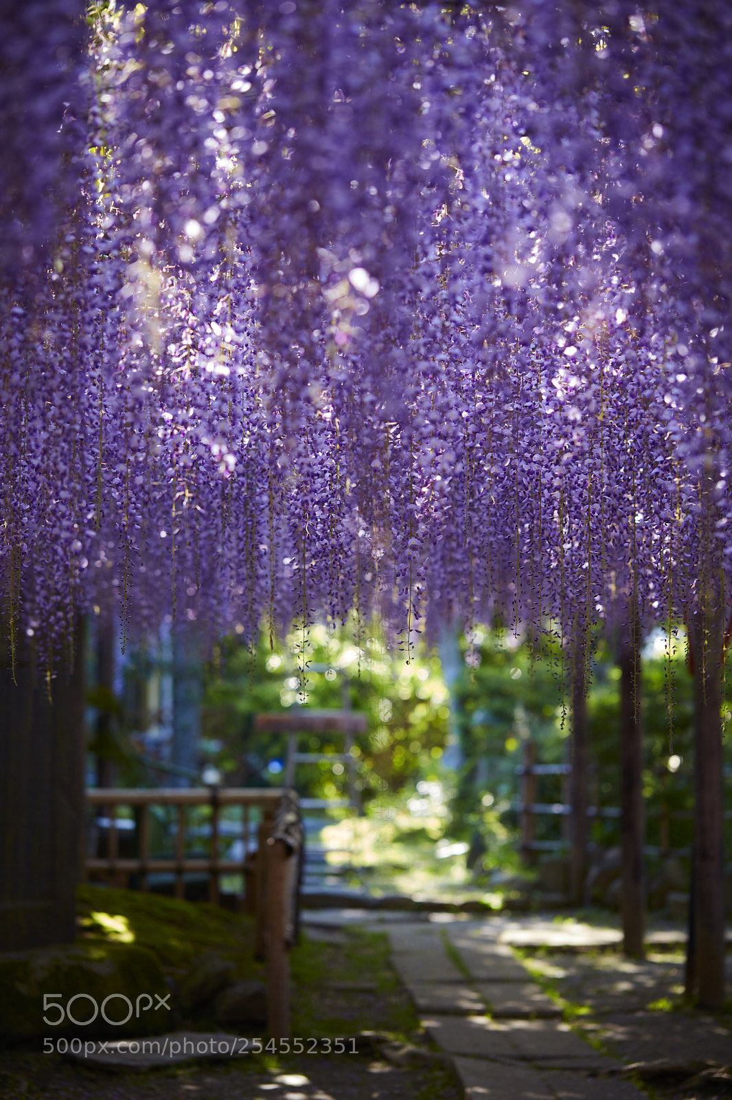 Canon EOS 5DS R sample photo. Wisteria wave photography