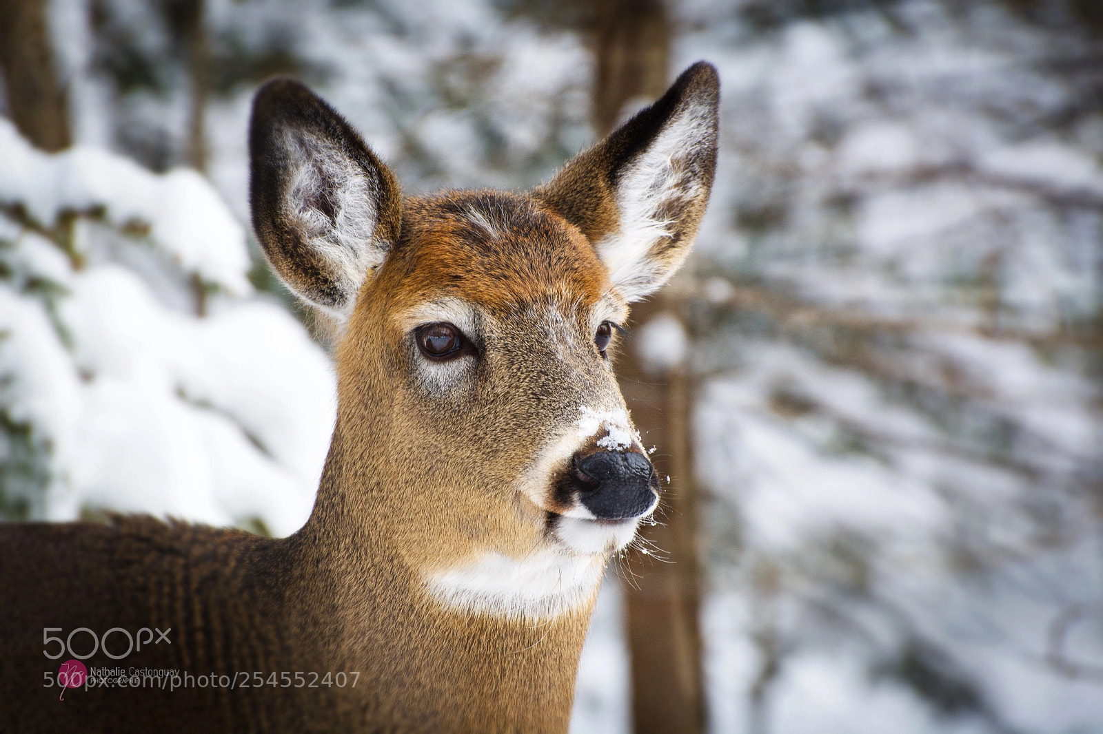 Nikon D7100 sample photo. Beauty photography