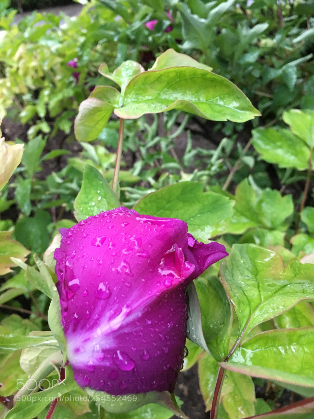 Apple iPhone 6s sample photo. Untitled photography