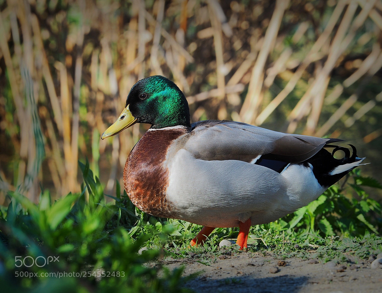 Olympus OM-D E-M5 II sample photo. Iridescent duck photography