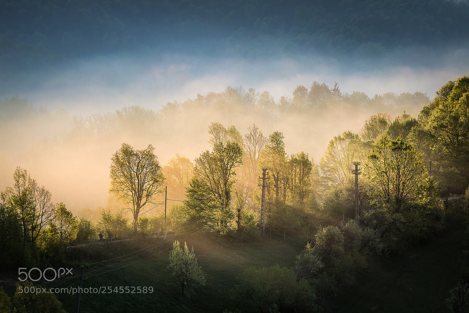 Nikon D610 sample photo. Foggy morning photography