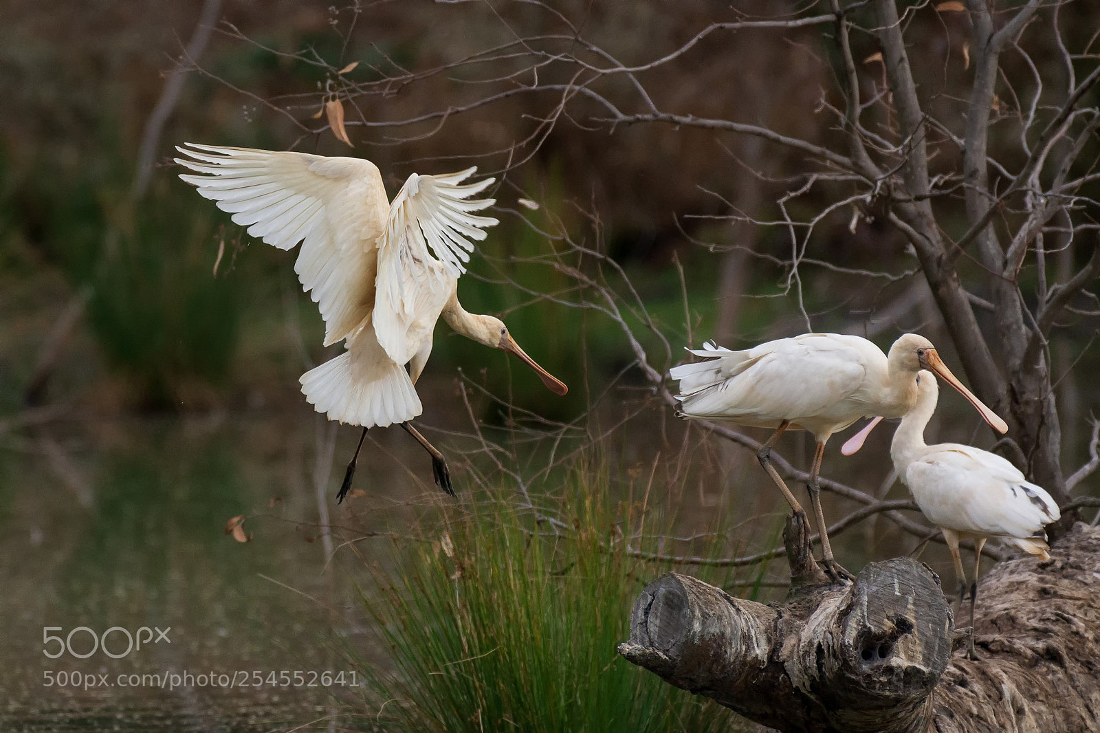 Nikon D7200 sample photo. Yellow billed spoonbill photography