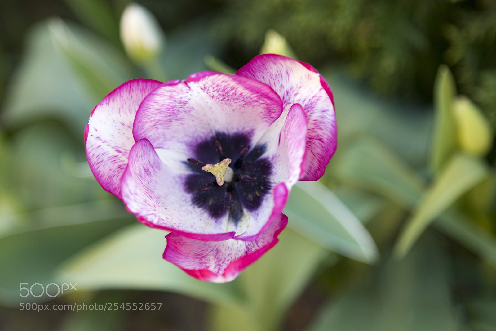 Canon EOS 70D sample photo. Tulipán-2 photography