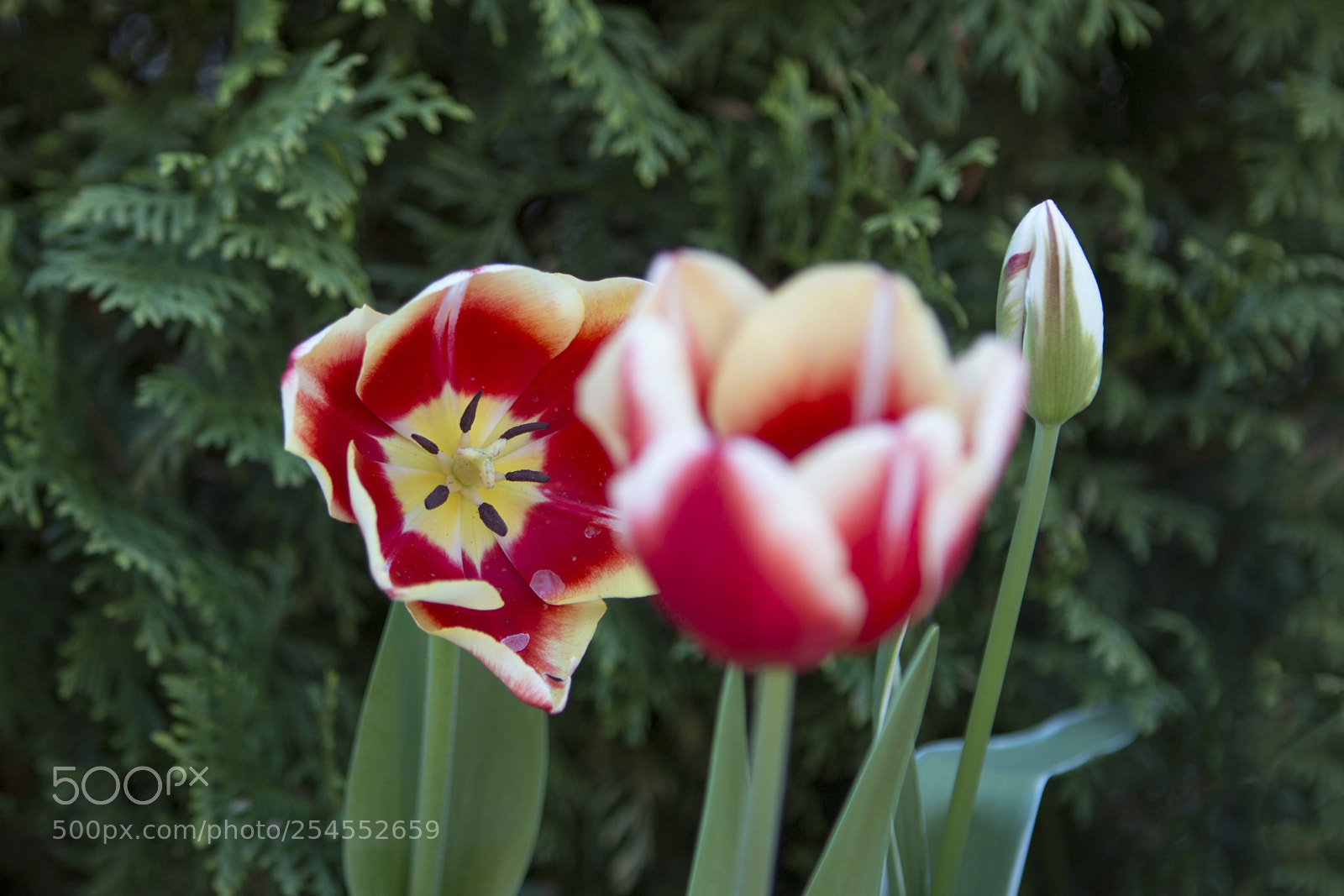 Canon EOS 70D sample photo. Tulipán-1 photography