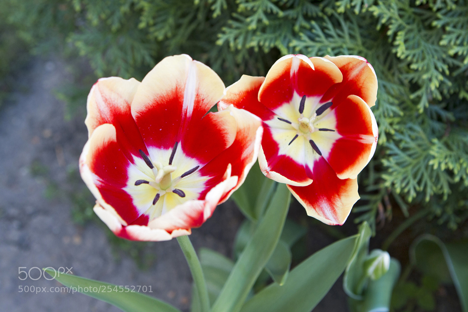 Canon EOS 70D sample photo. Tulipán-3 photography