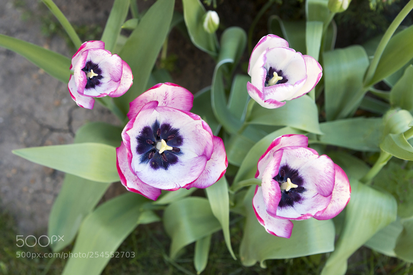 Canon EOS 70D sample photo. Tulipán-4 photography