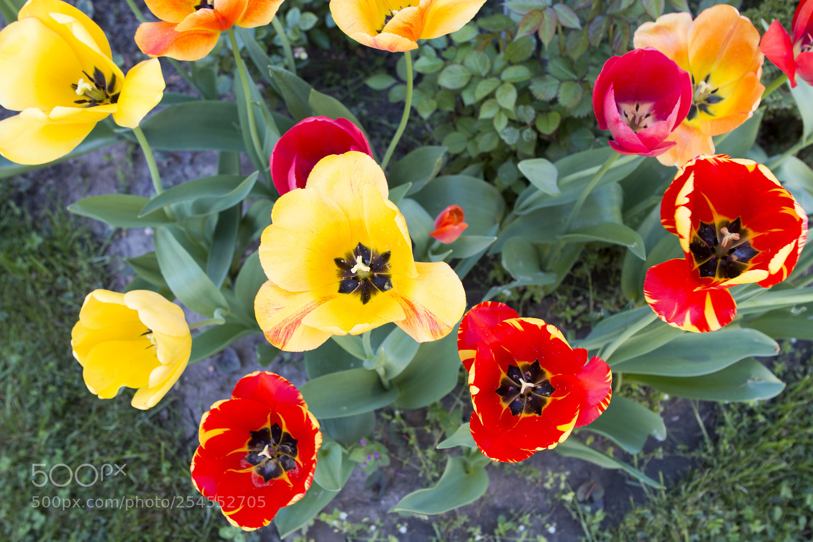 Canon EOS 70D sample photo. Tulipán-5 photography